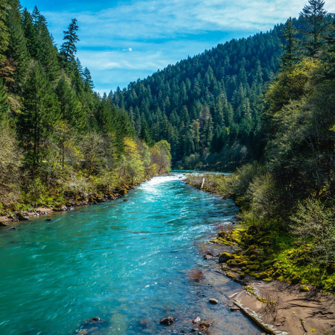 A river running through a forest.